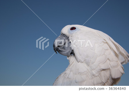 泰國白鷺鸚鵡獎勵 36364840