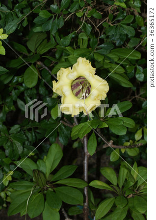 Solandra Longiflora Solandra Longiflora 36365172