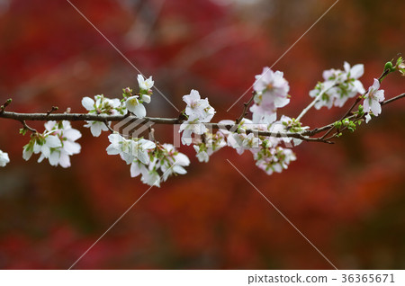 冬季櫻花四季櫻花 36365671