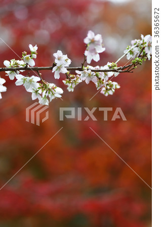 冬季櫻花四季櫻花 36365672