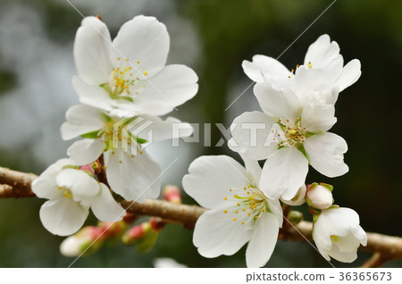 冬天櫻花冬天櫻花 36365673