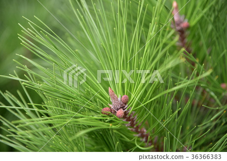 Pine 36366383