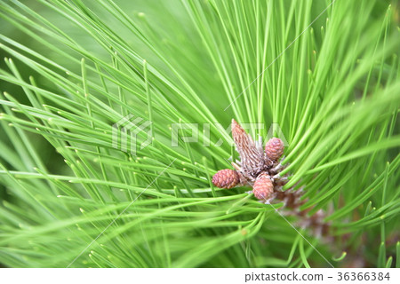 Pine 36366384