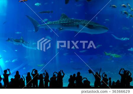 An audience with the aquarium whale shark An audience with the aquarium whale shark 36366629