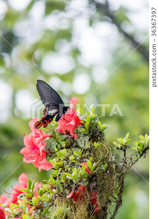 Rose flower & rose butterfly Rose flower & rose butterfly 36367397