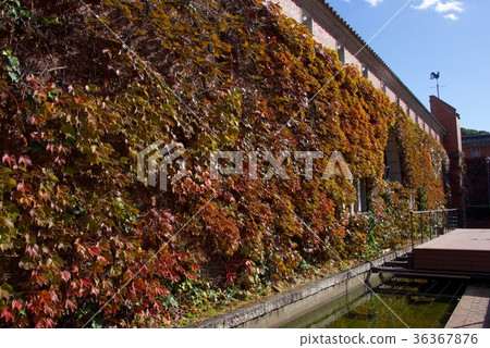 Kurashiki Ivy Square (Okayama) in the autumn Kurashiki beauty district 36367876