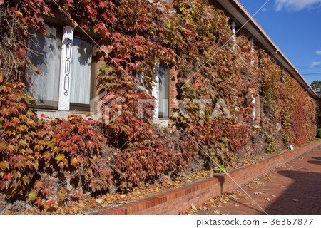 Kurashiki Ivy Square (Okayama) in the autumn Kurashiki beauty district 36367877