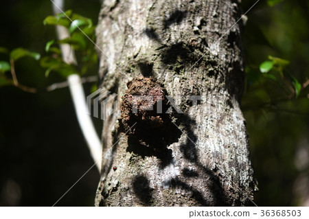 Cob of the tree Cob of the tree 36368503