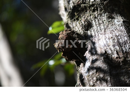 Cob of the tree 36368504