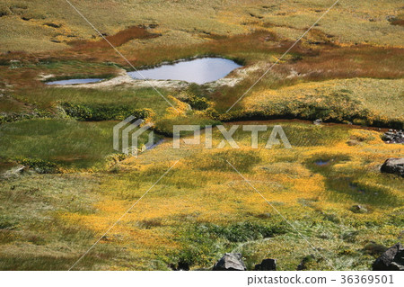 在Tateyama Murodo的一群石斑魚 在Tateyama Murodo的一群石斑魚 36369501