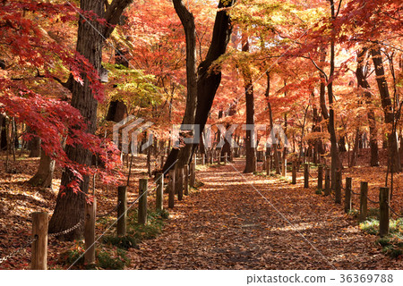 Hirin秋葉 36369788