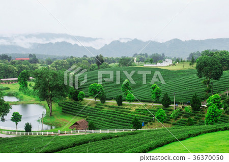 Nature on tea farm. 36370050