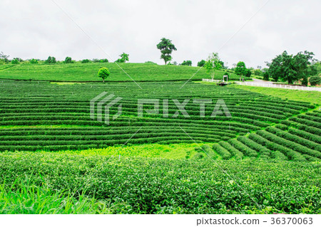 Planting tea with green nature. 36370063