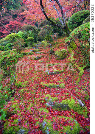 Autumn leaves 36370328