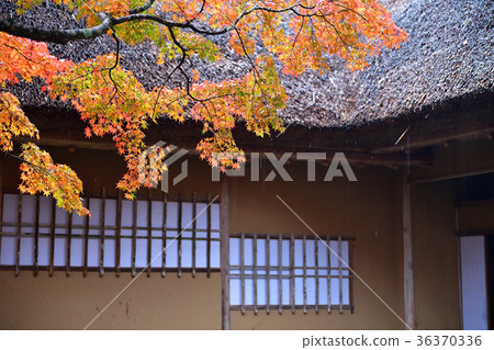 Autumn leaves Autumn leaves 36370336