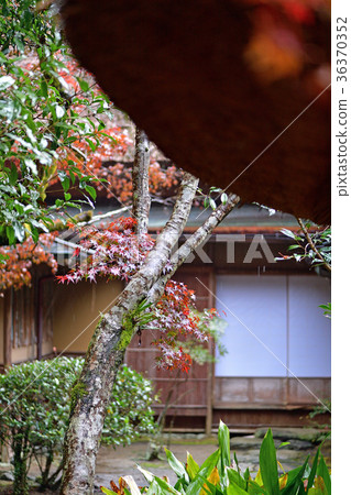 Autumn leaves Autumn leaves 36370352
