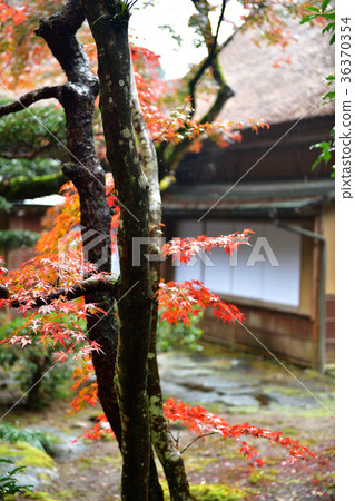 Autumn leaves Autumn leaves 36370354