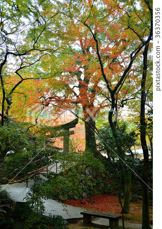 Autumn leaves Autumn leaves 36370356