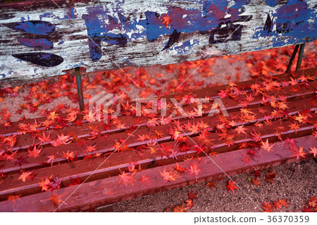 Autumn leaves Autumn leaves 36370359