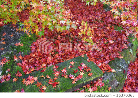 Autumn leaves Autumn leaves 36370363