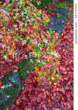 Autumn leaves Autumn leaves 36370365