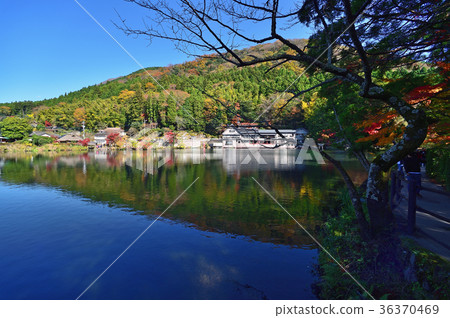 Autumn leaves Autumn leaves 36370469