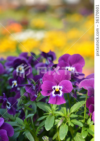 Viola flowers Viola flowers 36370601