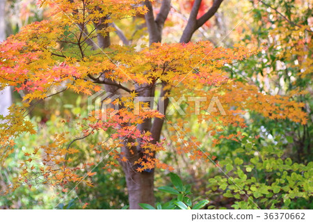 Autumn leaves of Irohamomori 36370662