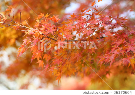 Autumn leaves of Irohamomori 36370664