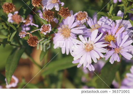 diasy flower in nature diasy flower in nature 36371001