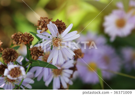 diasy flower in nature diasy flower in nature 36371009