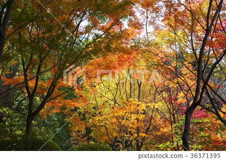 Maple yellow leaf Maple yellow leaf 36371395