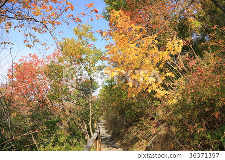Quiet autumn road Quiet autumn road 36371397