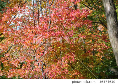 Cherry-blossoms autumn leaves Cherry-blossoms autumn leaves 36371630