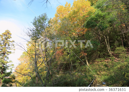 安靜的秋路 36371631