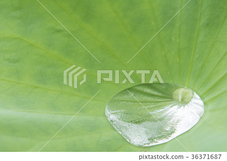 一朵蓮花 一朵蓮花 36371687