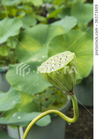 A lotus A lotus 36371689