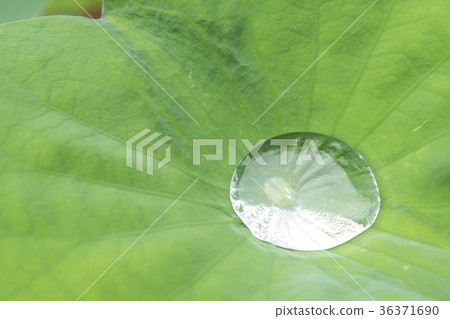A lotus A lotus 36371690