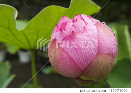 A lotus A lotus 36371691
