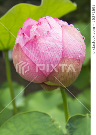 一朵蓮花 36371692