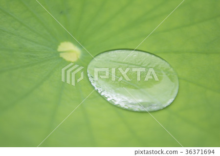 一朵蓮花 一朵蓮花 36371694