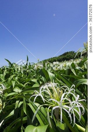 Hama-yu group cloth Hama-yu group cloth 36372076