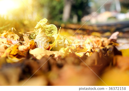 Colorful autumn leaves Colorful autumn leaves 36372158