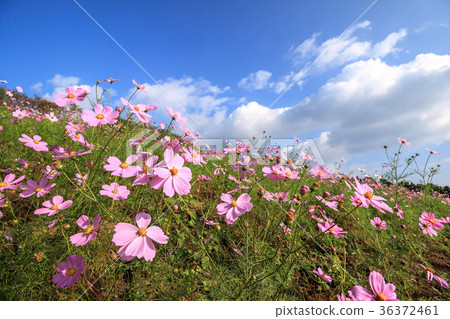  宇宙領域 36372461