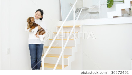 House female dog stairs 36372491
