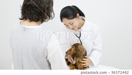 A veterinarian A veterinarian 36372492