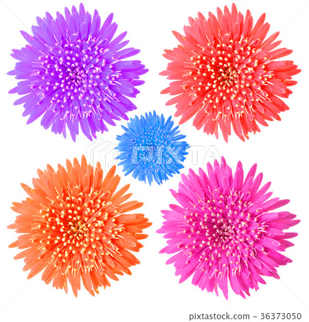 gerbera flower gerbera flower 36373050