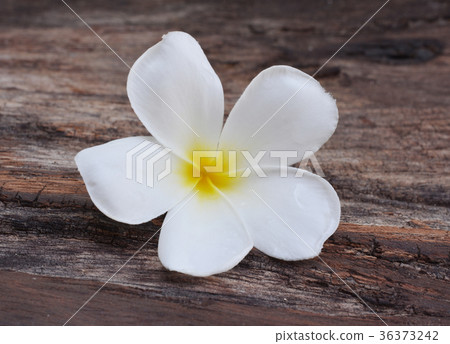 colorful plumeria flower colorful plumeria flower 36373242