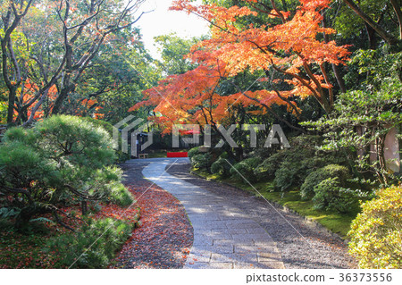 Fall of springs tei Fall of springs tei 36373556