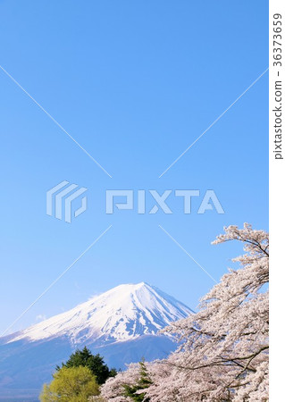 Fuji and cherry blossoms 36373659
